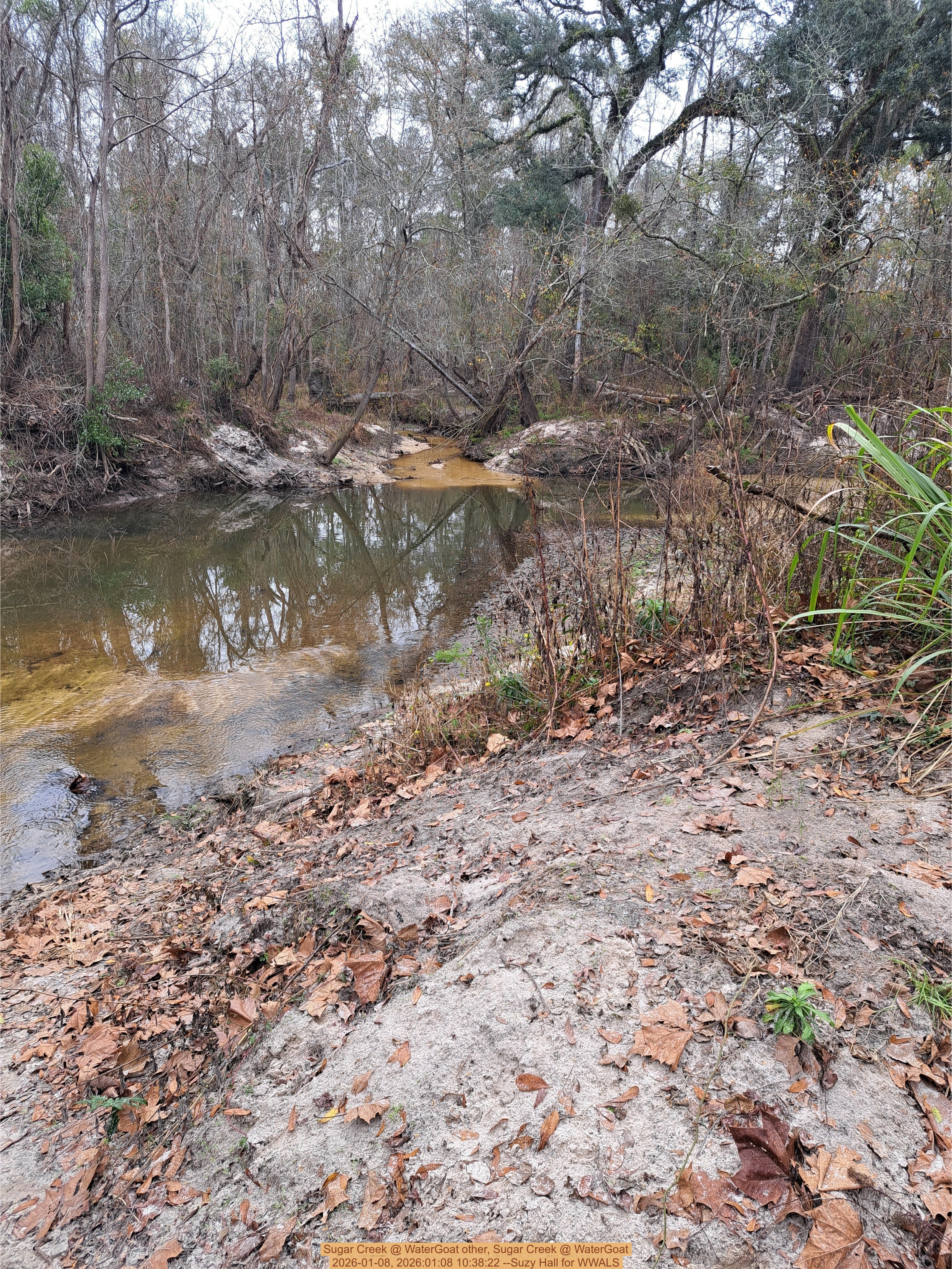 Two Mile Branch again, Sugar Creek @ WaterGoat 2026-01-08, 2026:01:08 10:38:22 --Suzy Hall for WWALS