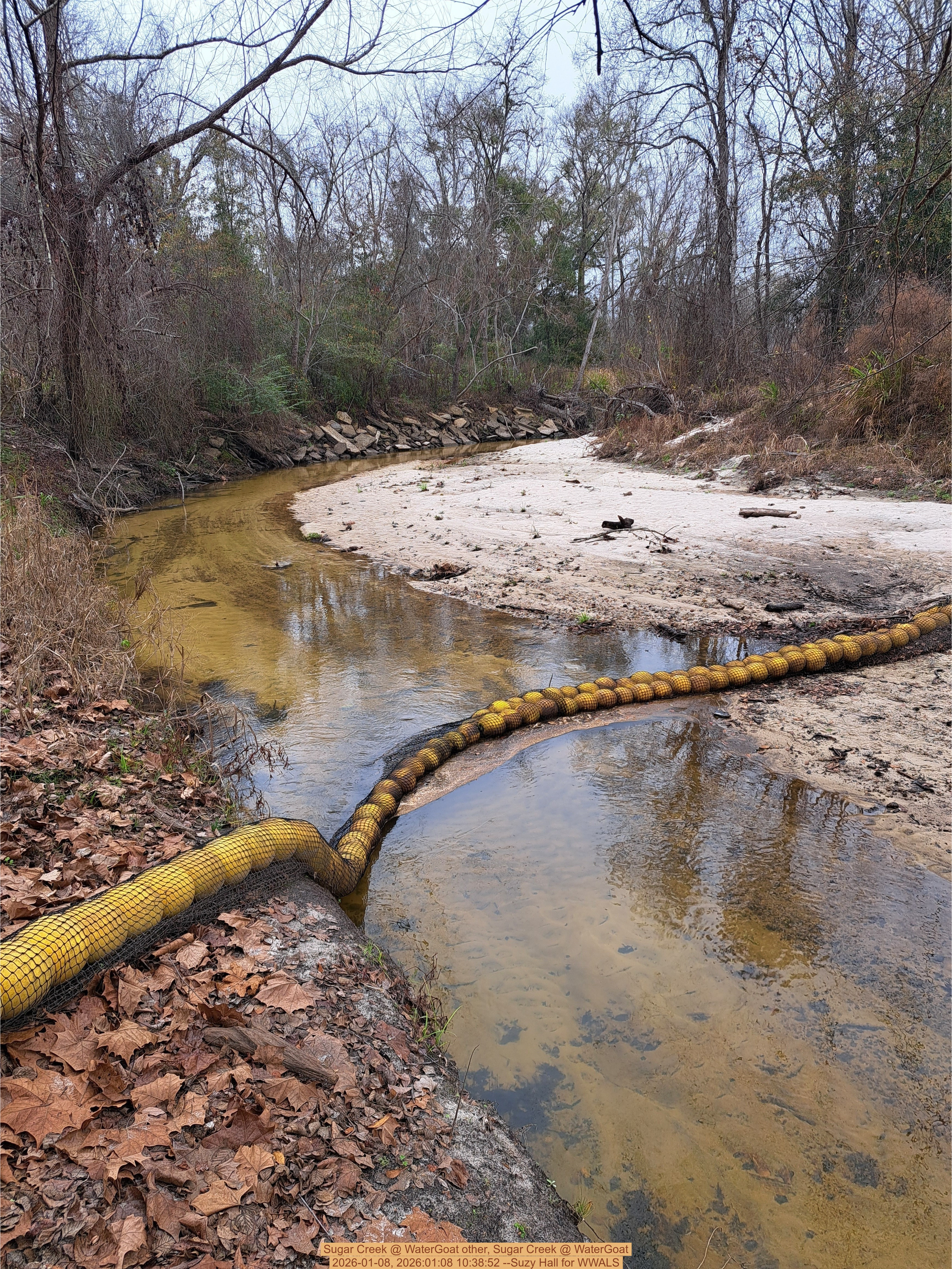 Sugar Creek @ WaterGoat 2026-01-08, 2026:01:08 10:38:52 --Suzy Hall for WWALS