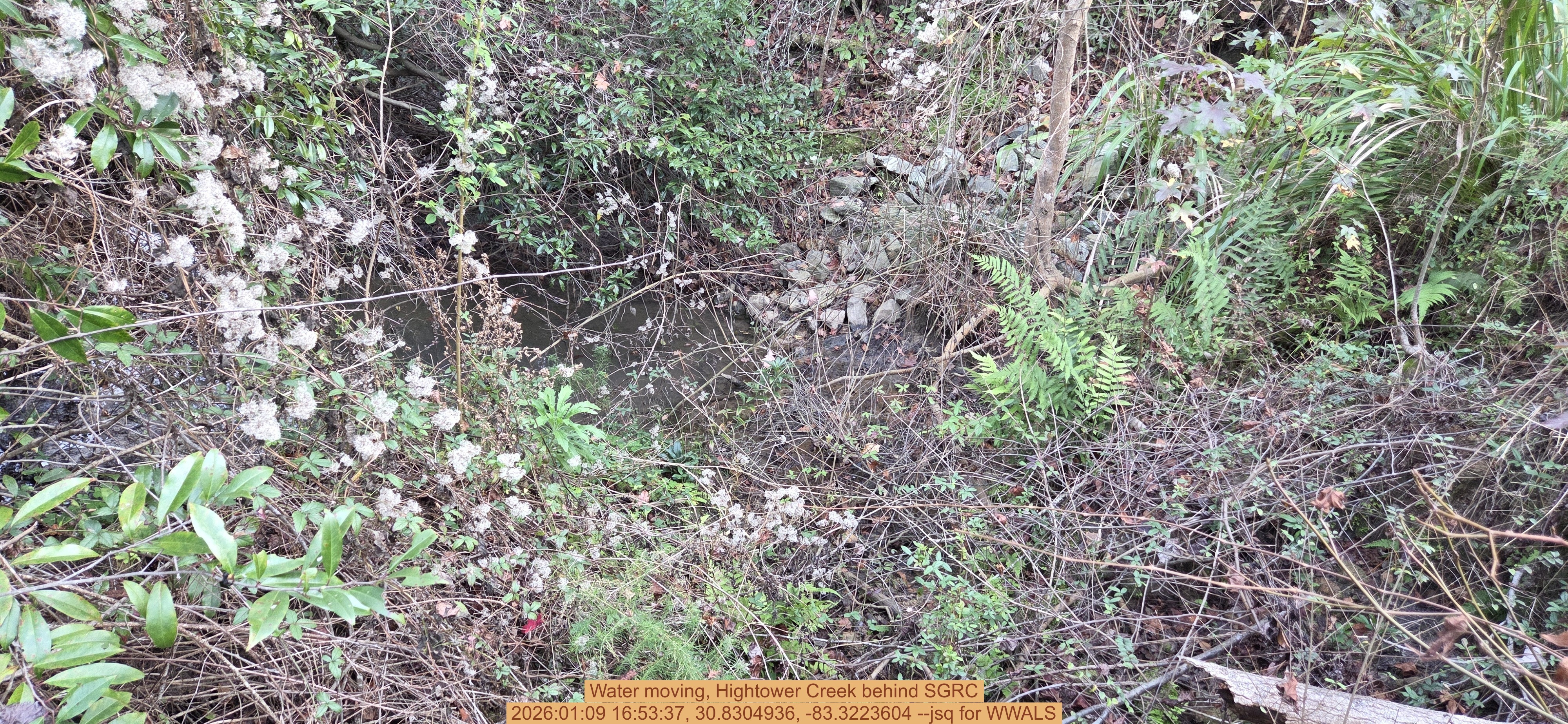 Water moving, Hightower Creek behind SGRC, 2026:01:09 16:53:37, 30.8304936, -83.3223604 --jsq for WWALS