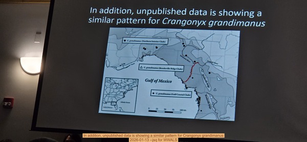 [In addition, unpublished data is showing a similar pattern for Crangonyx grandimanus, 2026-01-13 --jsq for WWALS]