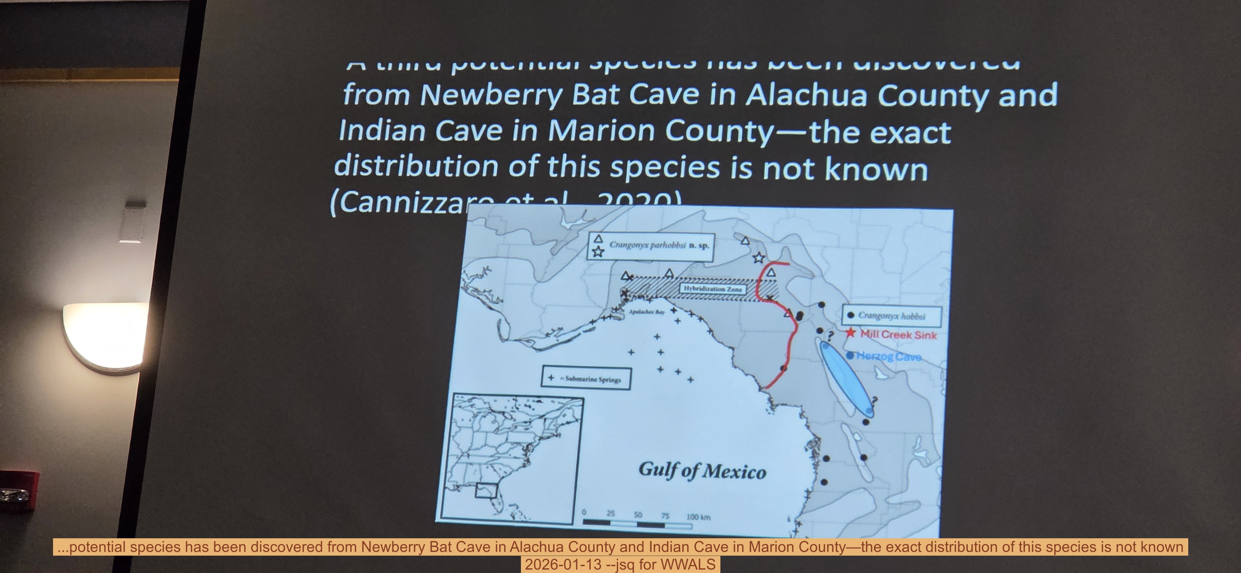 ...potential species has been discovered from Newberry Bat Cave in Alachua County and Indian Cave in Marion County—the exact distribution of this species is not known, 2026-01-13 --jsq for WWALS