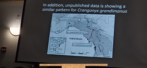 [In addition, unpublished data is showing a similar pattern for Crangonyx grandimanus, 2026-01-13 --jsq for WWALS]