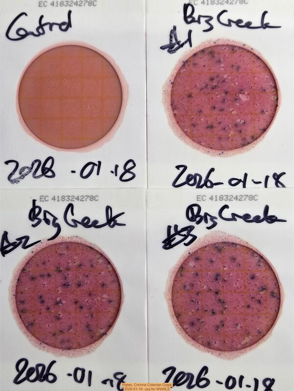 [Plates, Corinne Coleman Creek, 2026-01-18 --jsq for WWALS]