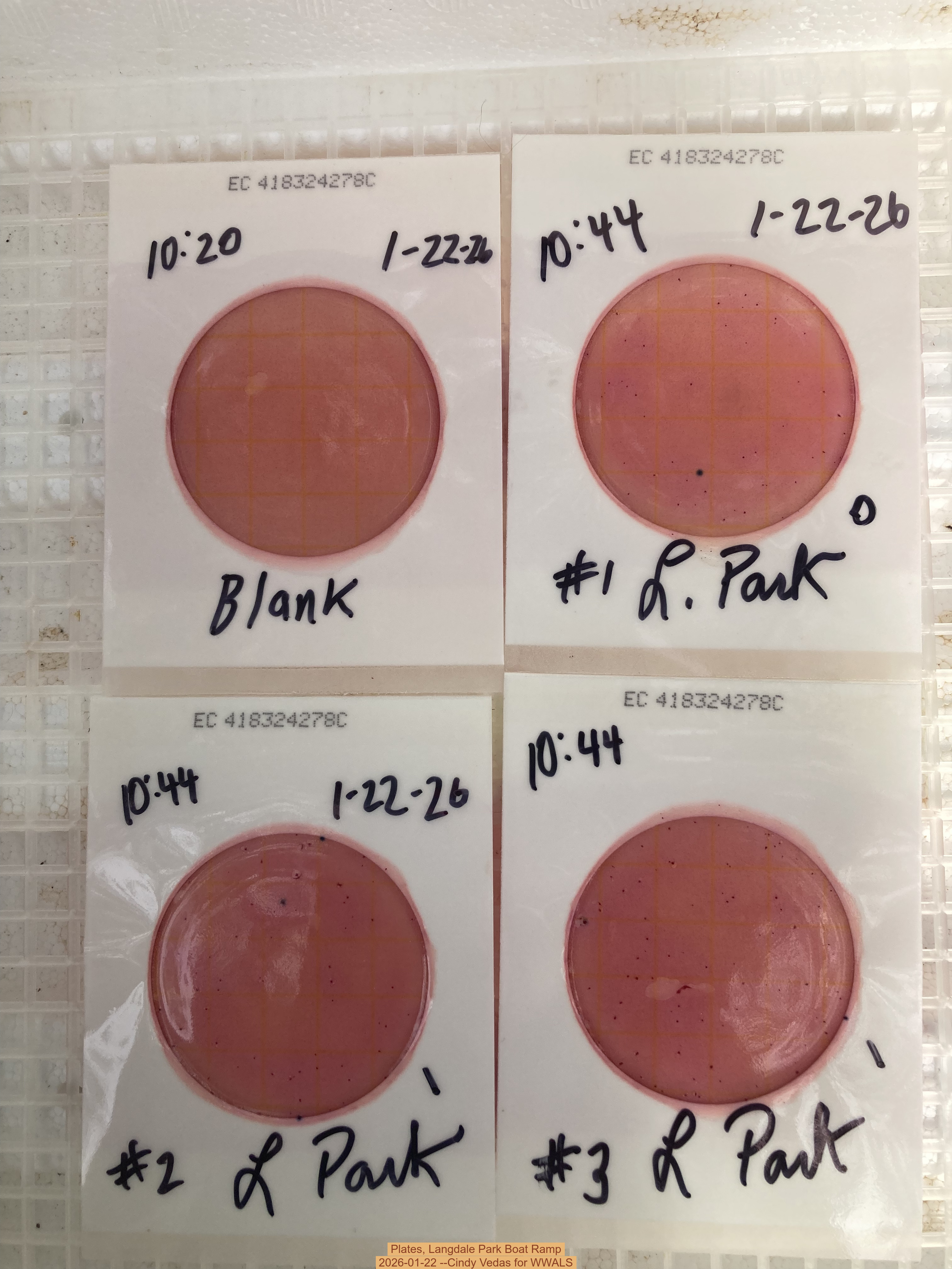 Plates, Langdale Park Boat Ramp 2026-01-22 --Cindy Vedas for WWALS
