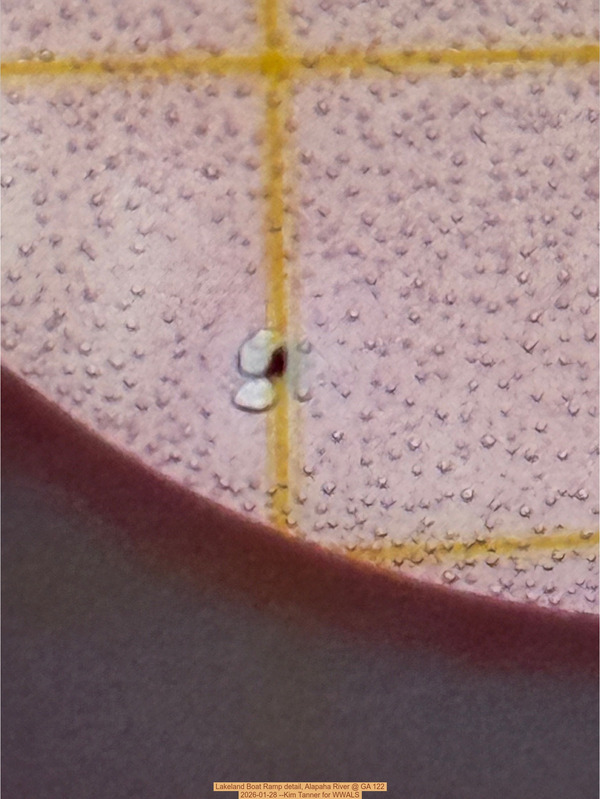 Lakeland Boat Ramp detail, Alapaha River @ GA 122 2026-01-28 --Kim Tanner for WWALS