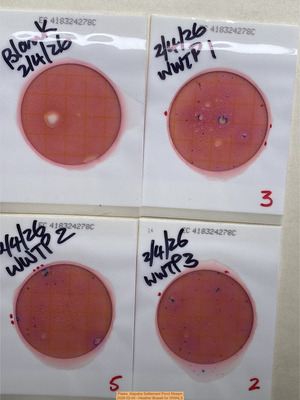 [Plates, Alapaha Settlement Pond Stream 2026-02-04 --Heather Brasell for WWALS]