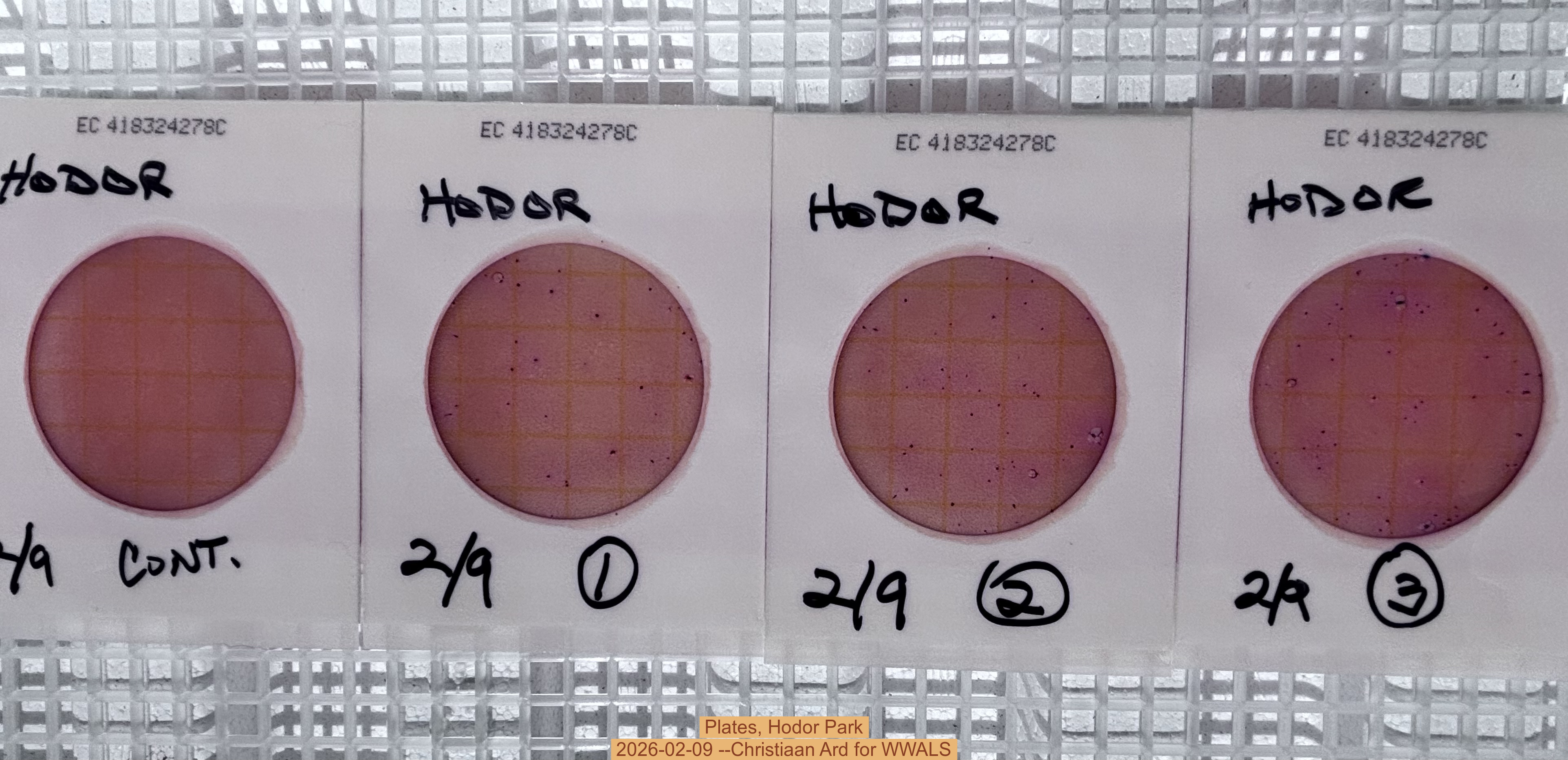 Plates, Hodor Park 2026-02-09 --Christiaan Ard for WWALS