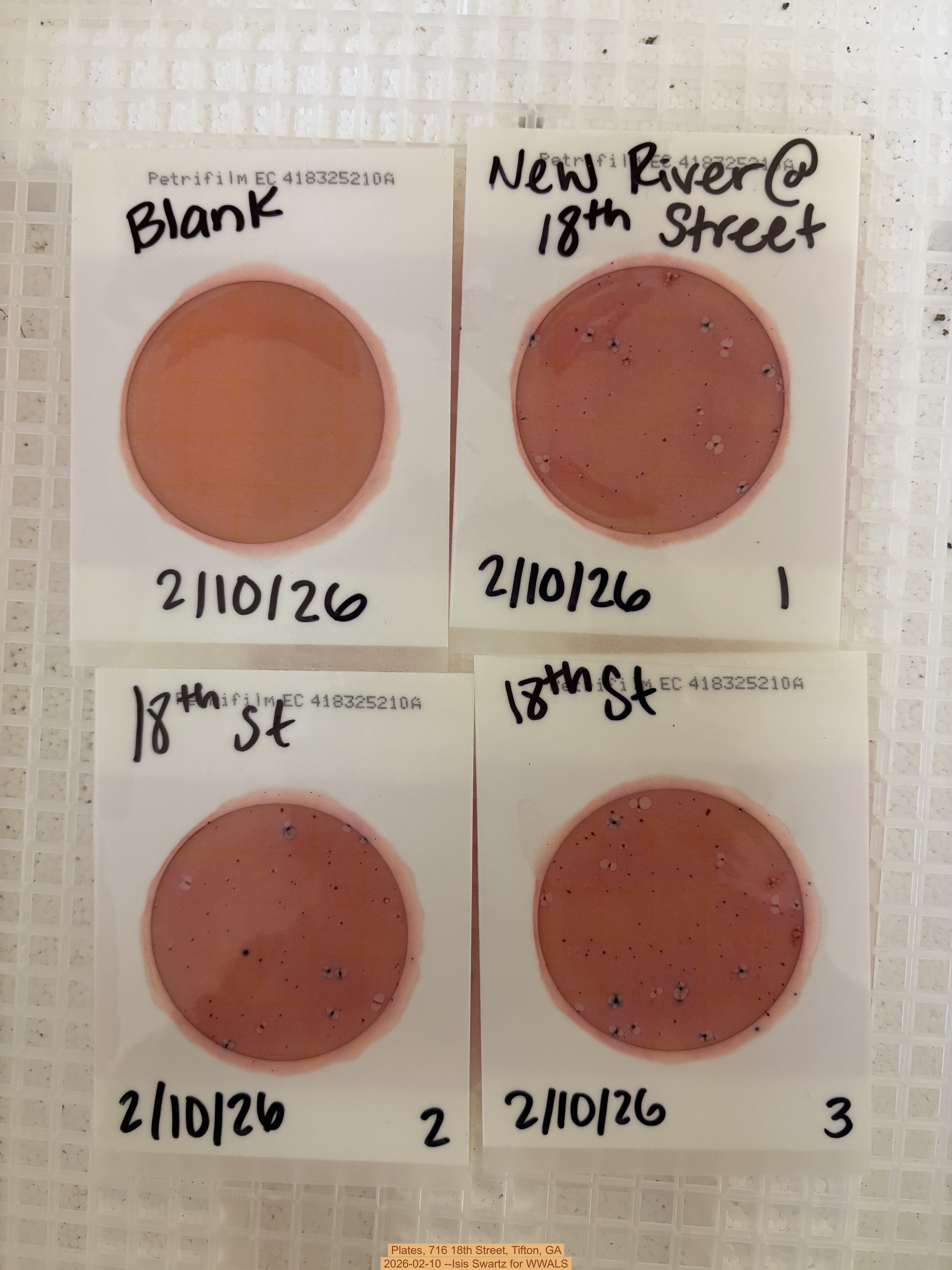 Plates, 716 18th Street, Tifton, GA 2026-02-10 --Isis Swartz for WWALS