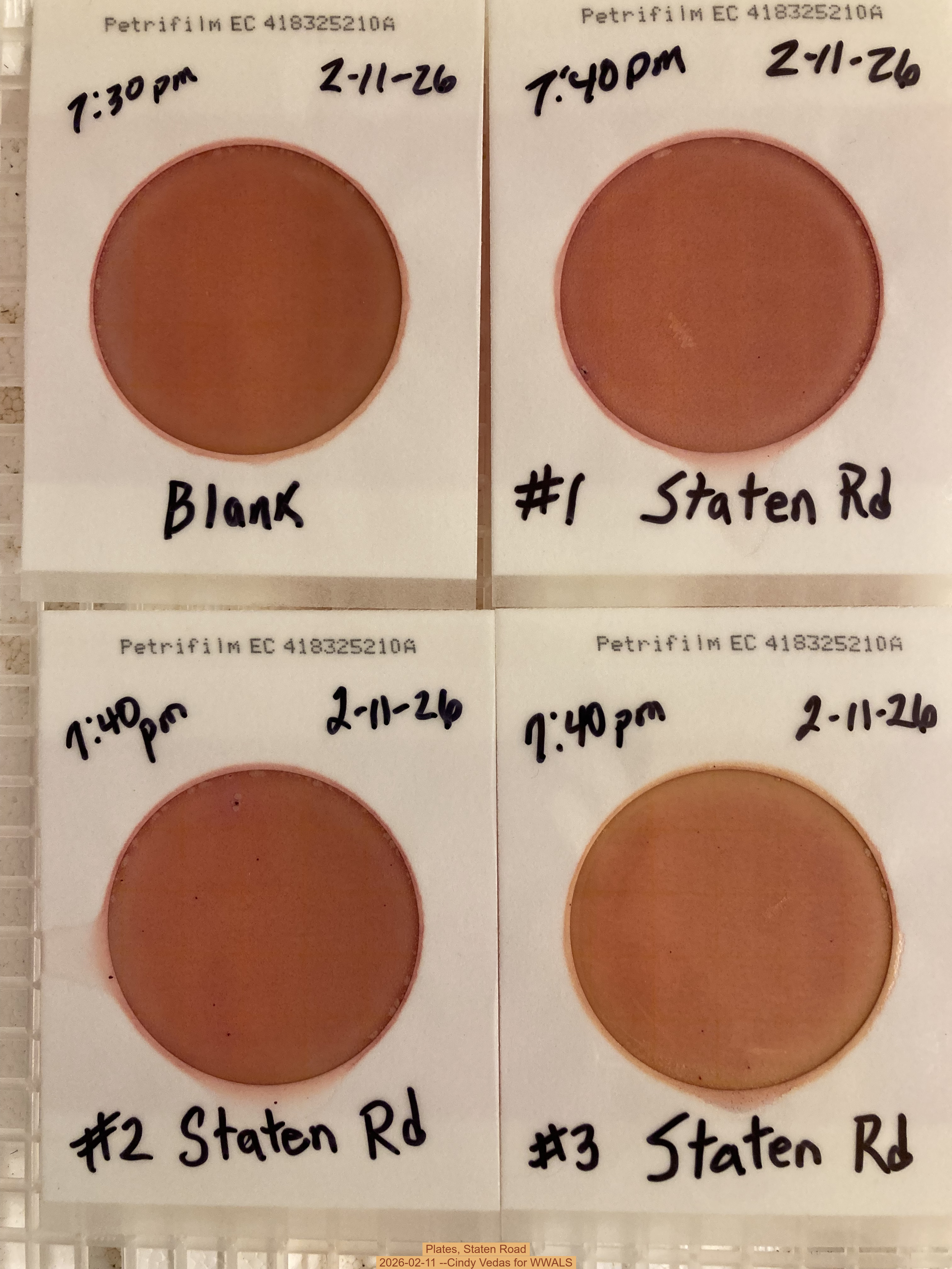 Plates, Staten Road 2026-02-11 --Cindy Vedas for WWALS