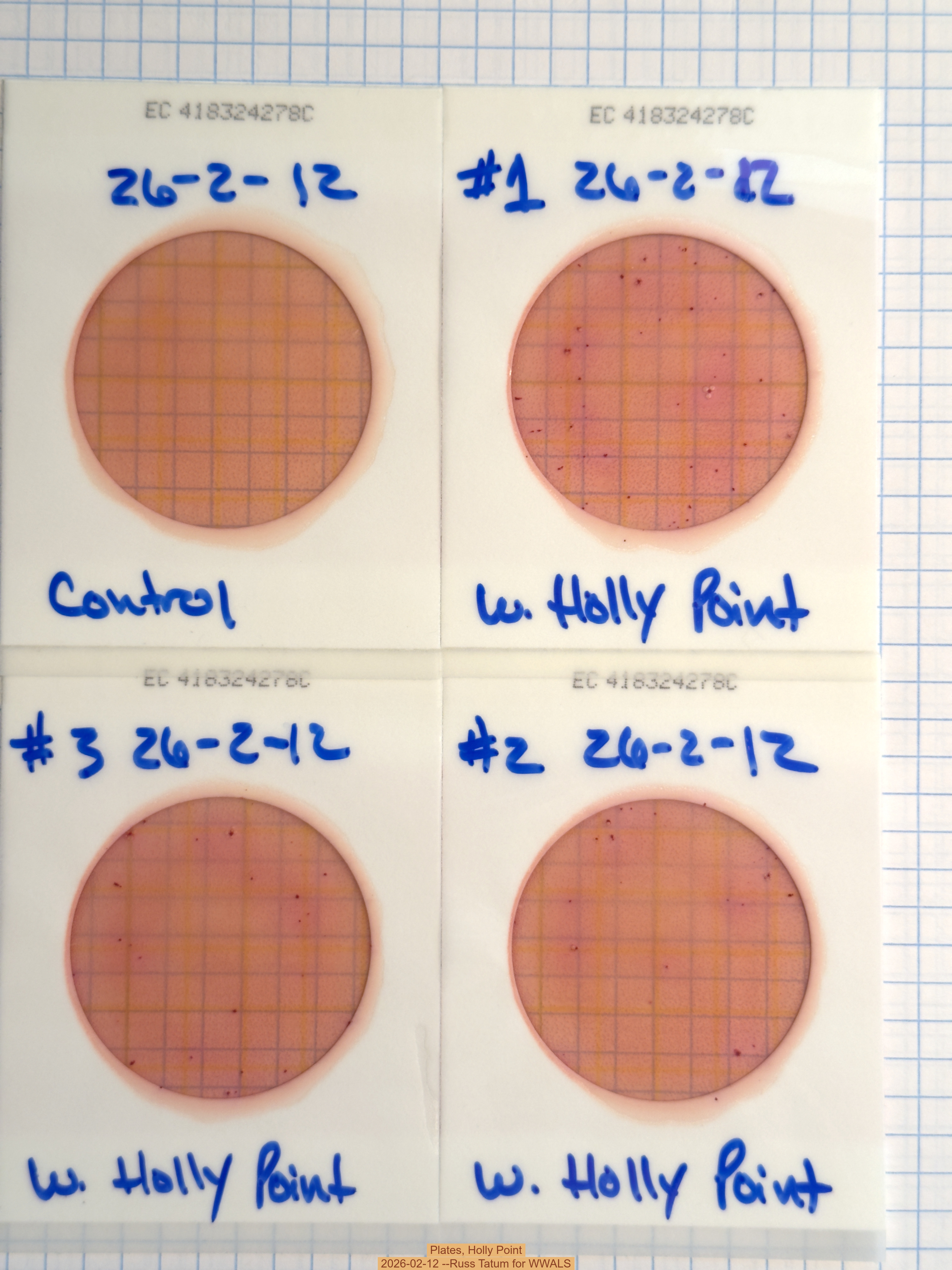Plates, Holly Point 2026-02-12 --Russ Tatum for WWALS