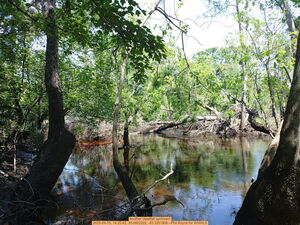 [Another deadfall upstream, 2025-04-18, 14:25:42, 30.8602222, -83.3251806 --Phil Royce for WWALS]