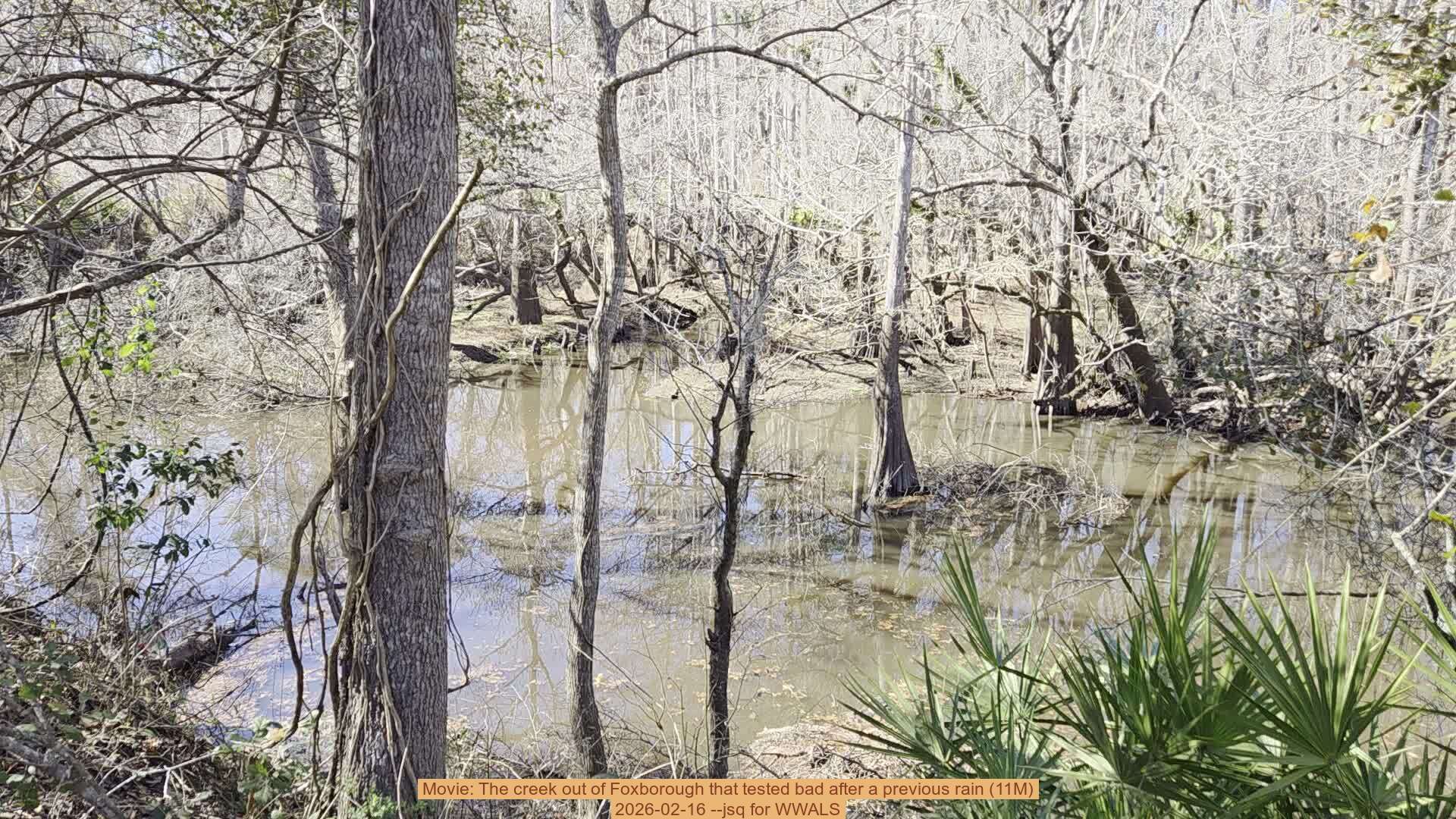 Movie: The creek out of Foxborough that tested bad after a previous rain (11M), 2026-02-16 --jsq for WWALS
