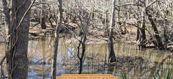 Closeup: Corinne Coleman Creek out of Foxborough, 2026:02:16 14:34:14, 30.8880622, -83.3241144 --jsq for WWALS
