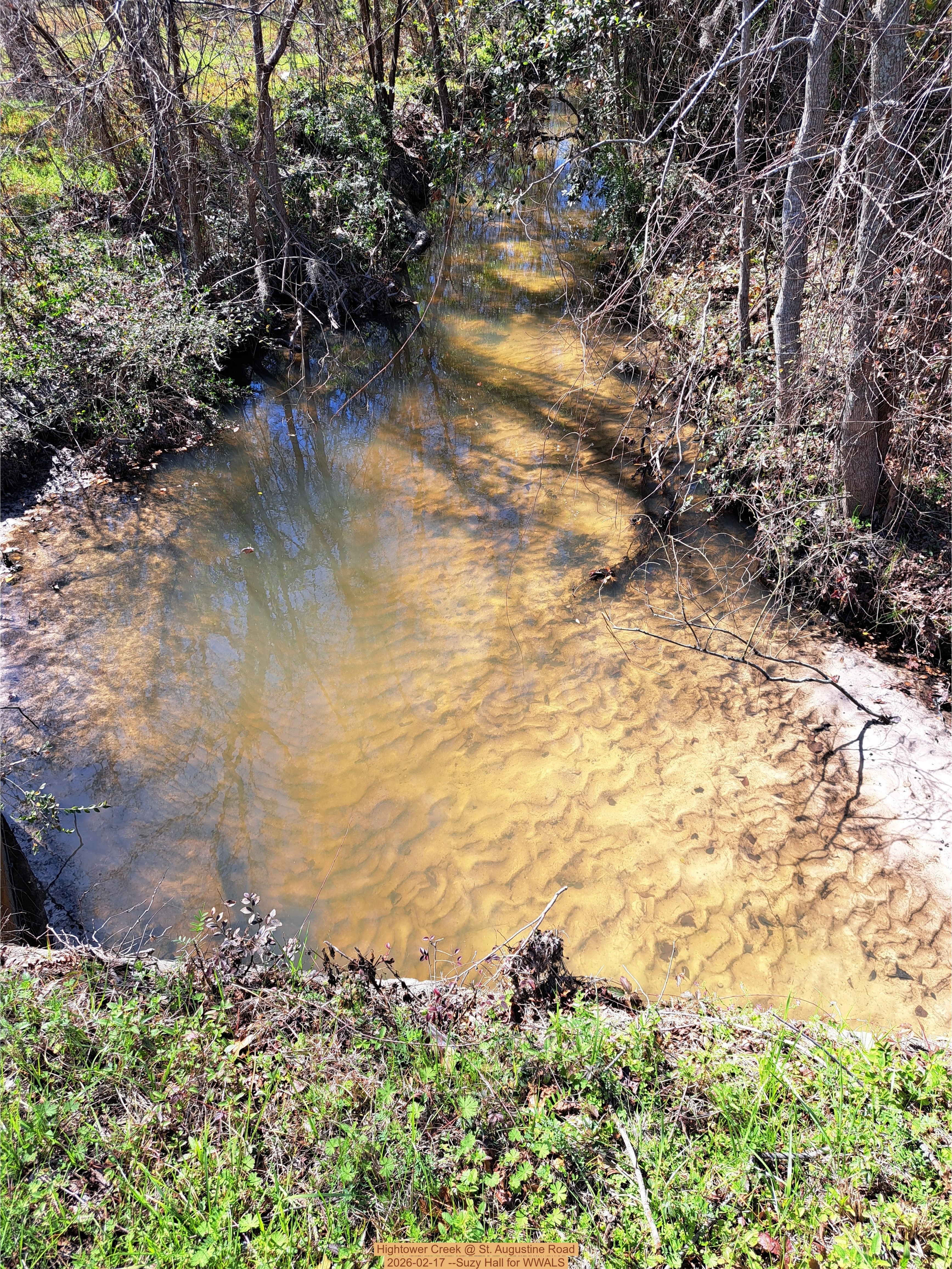 Hightower Creek @ St. Augustine Road 2026-02-17 --Suzy Hall for WWALS