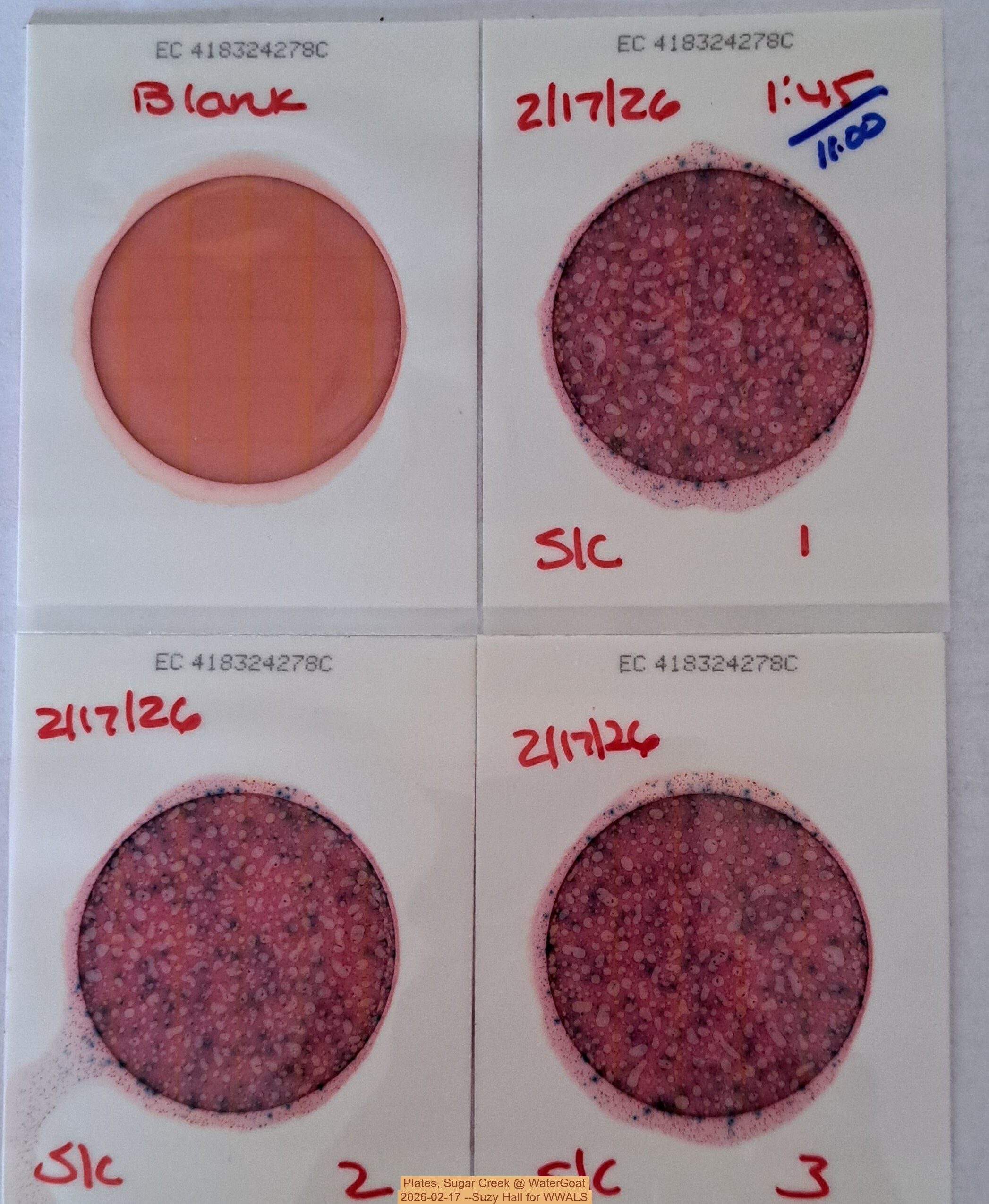 Plates, Sugar Creek @ WaterGoat 2026-02-17 --Suzy Hall for WWALS