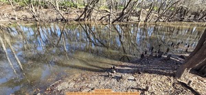 [Very low water, 2026:02:16 15:31:22, 30.8932933, -83.3184316 --jsq for WWALS]