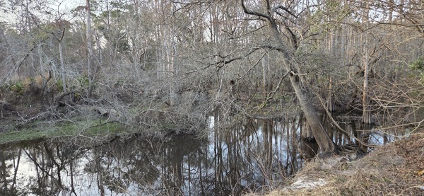 Corrine Coleman Creek, Withlacoochee River @ North Valdosta Road 2026-02-19 --jsq for WWALS