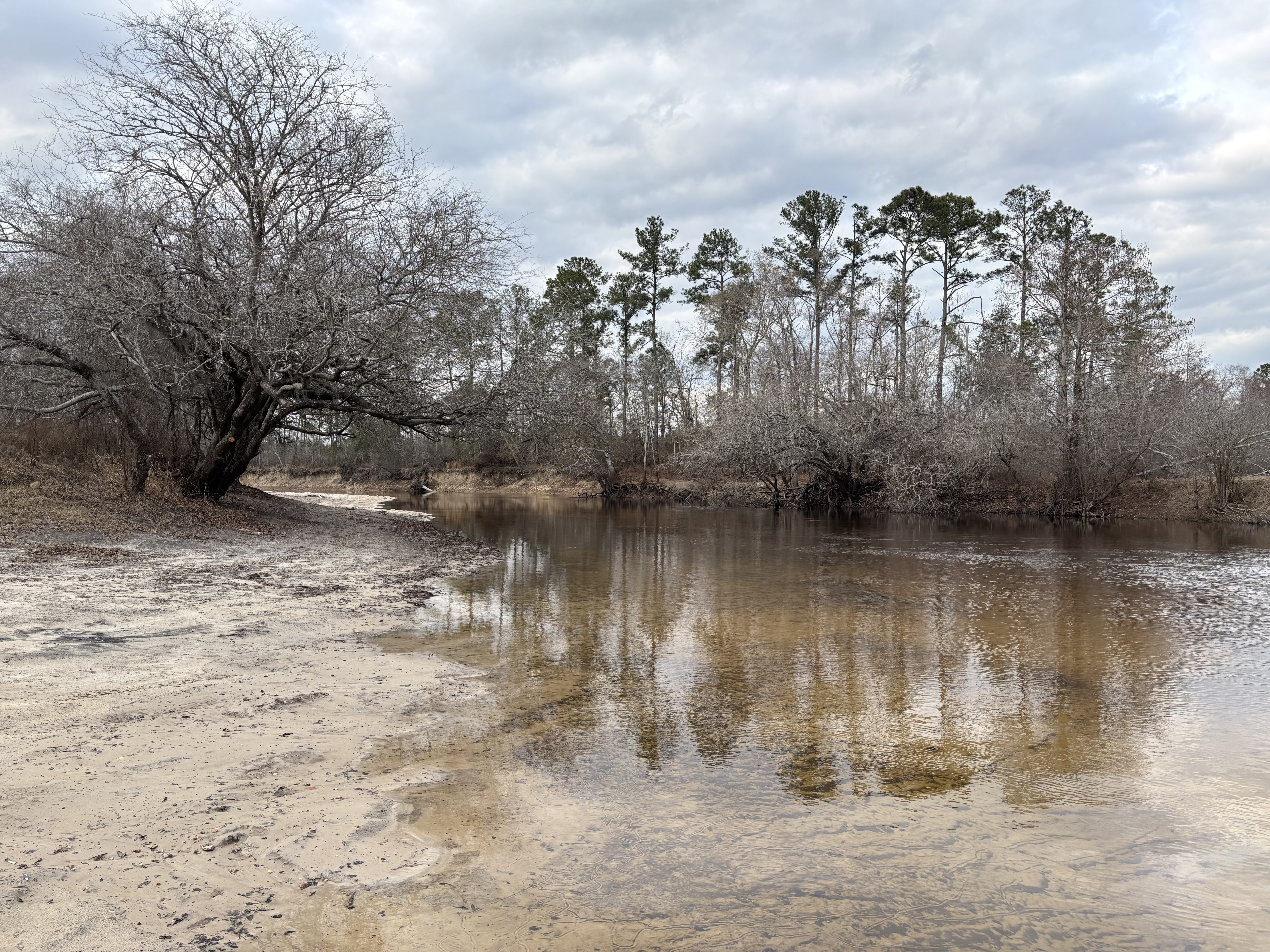 Upstream, Willacoochee Landing, Alapaha River @ GA 135 2026-02-19 --Isis Swartz for WWALS