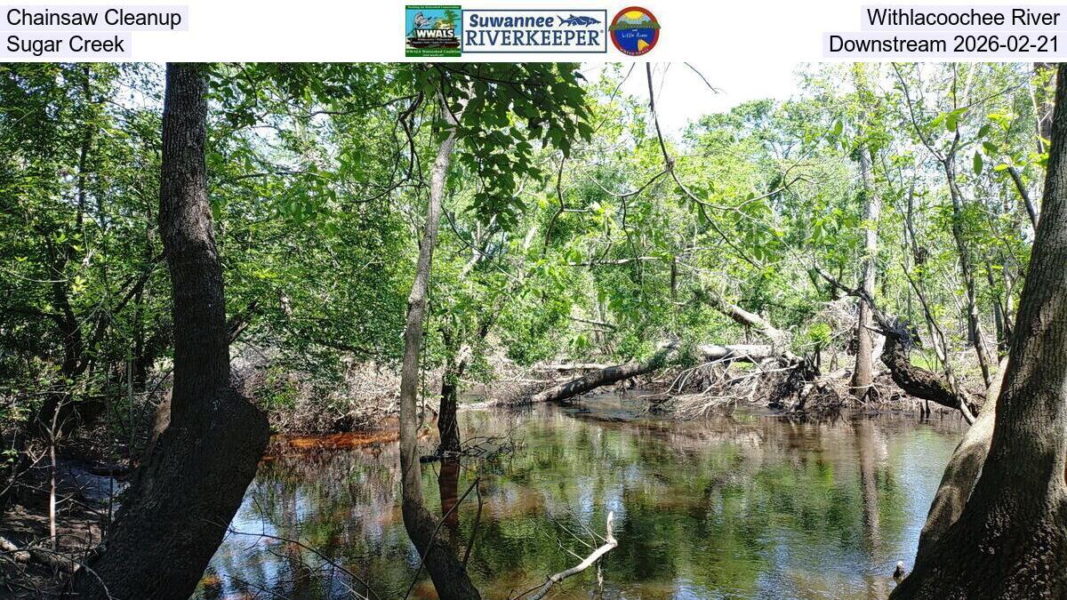 Chainsaw Cleanup, Withlacoochee River, Sugar Creek, Downstream 2026-02-21