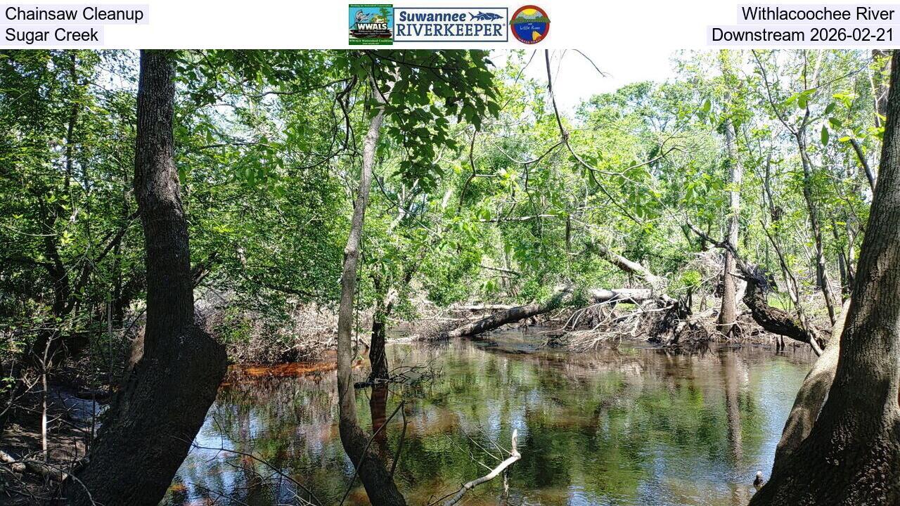 Chainsaw Cleanup, Withlacoochee River, Sugar Creek, Downstream 2026-02-21