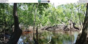 [Chainsaw Cleanup, Withlacoochee River, Sugar Creek, Downstream 2026-02-21]