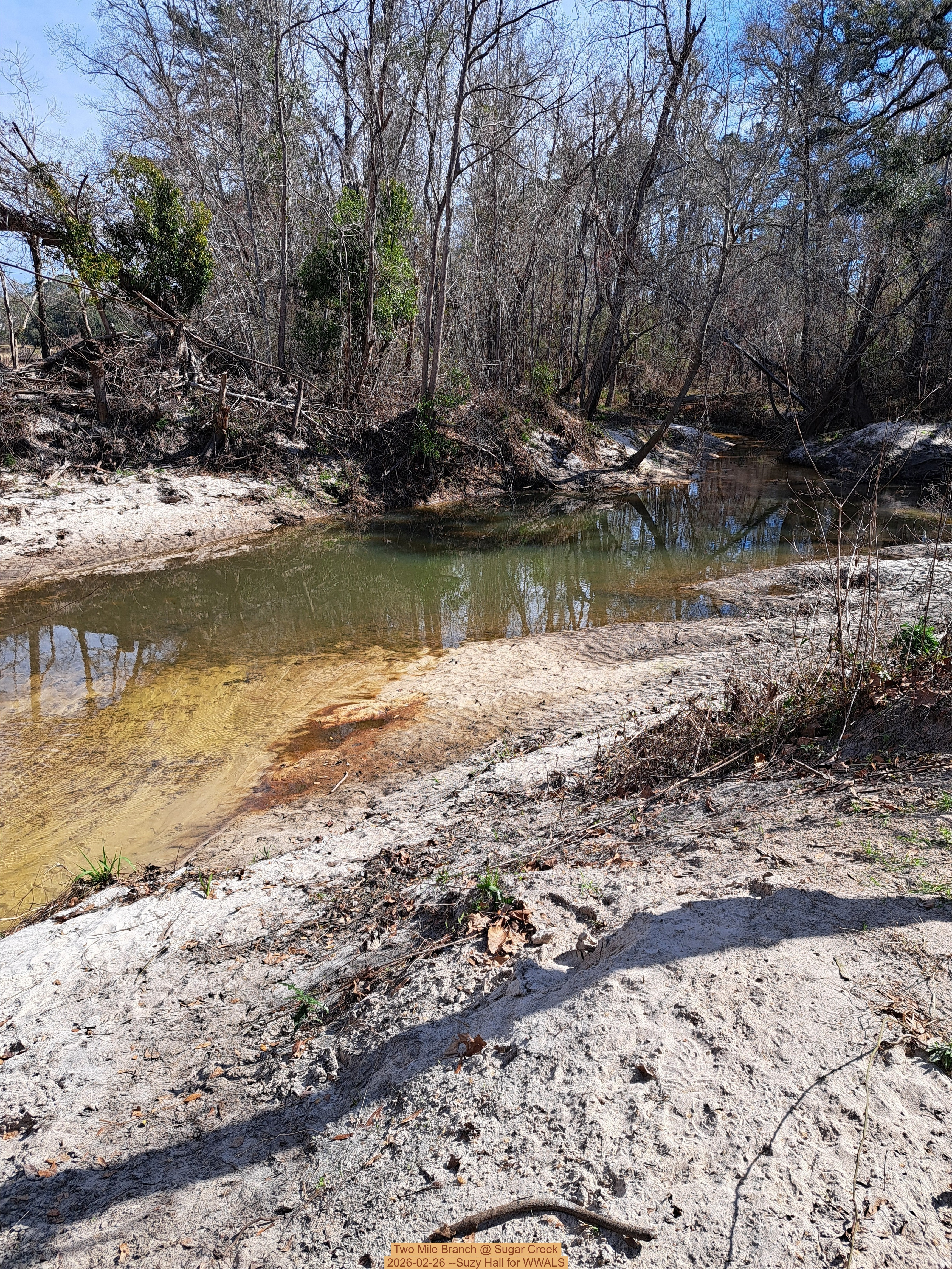 Two Mile Branch @ Sugar Creek 2026-02-26 --Suzy Hall for WWALS