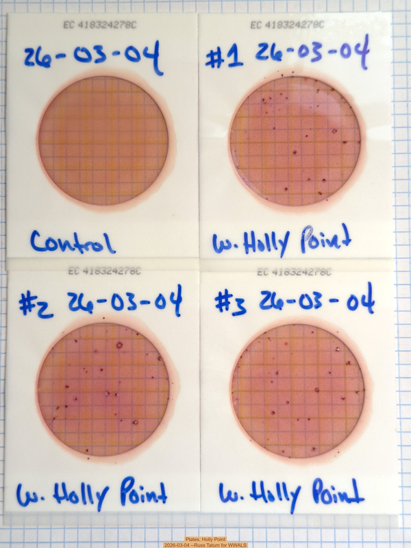 Plates, Holly Point 2026-03-04 --Russ Tatum for WWALS