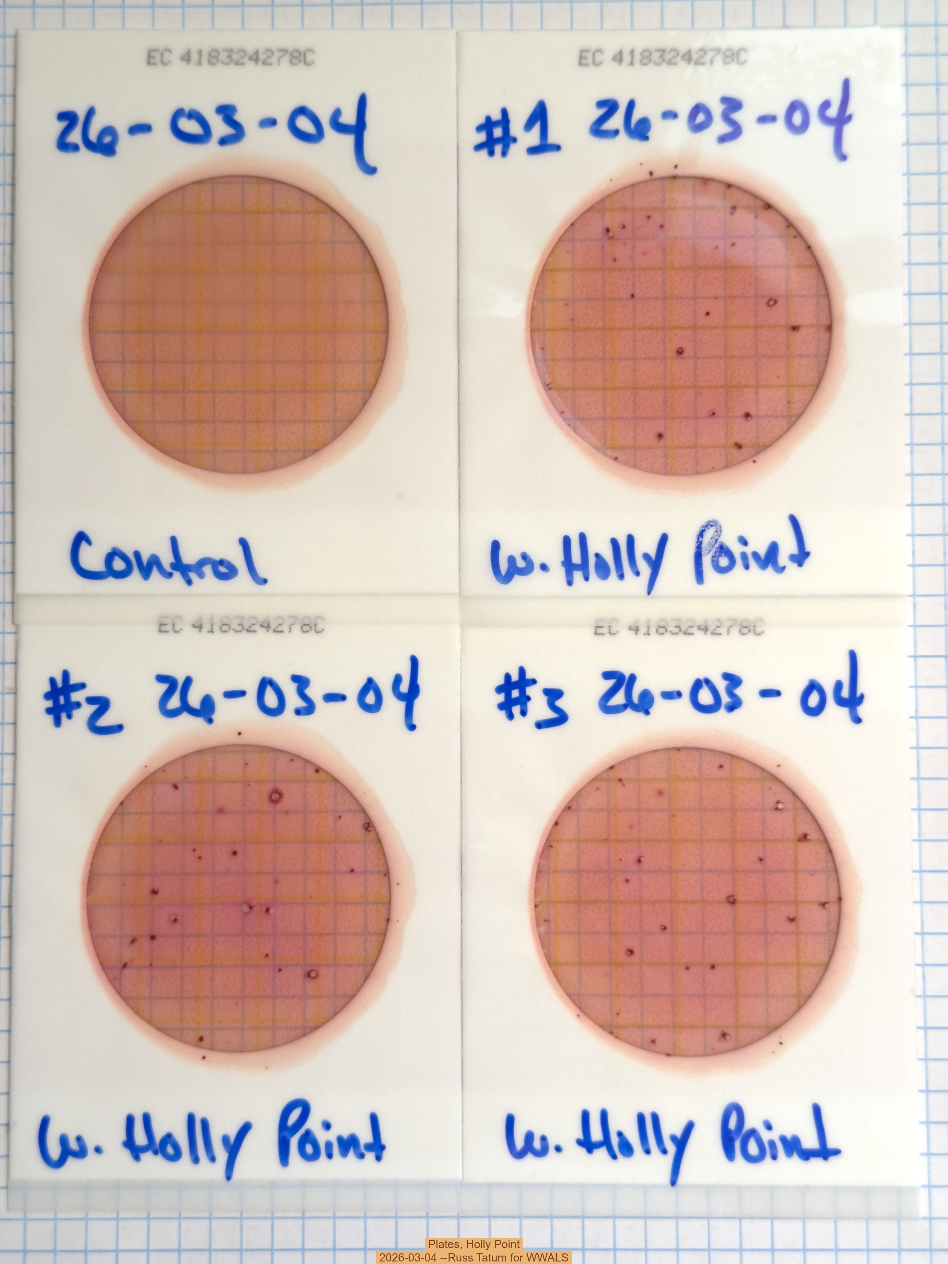 Plates, Holly Point 2026-03-04 --Russ Tatum for WWALS