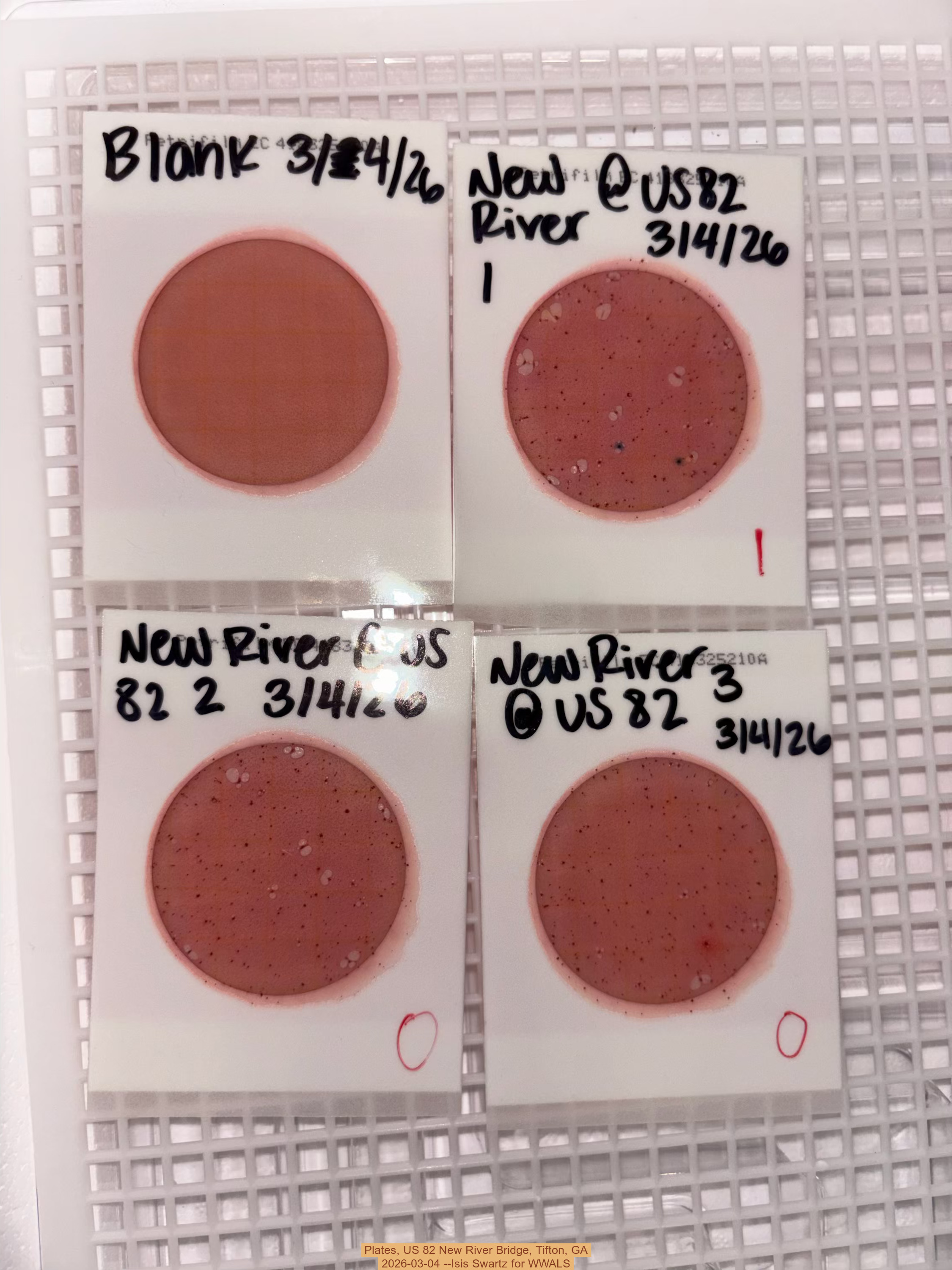 Plates, US 82 New River Bridge, Tifton, GA 2026-03-04 --Isis Swartz for WWALS