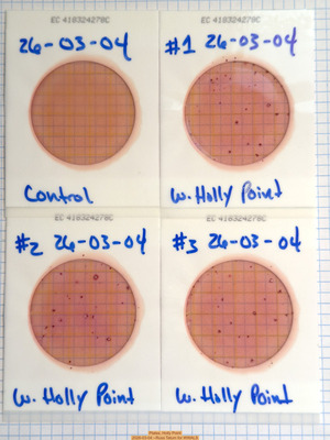 [Plates, Holly Point 2026-03-04 --Russ Tatum for WWALS]