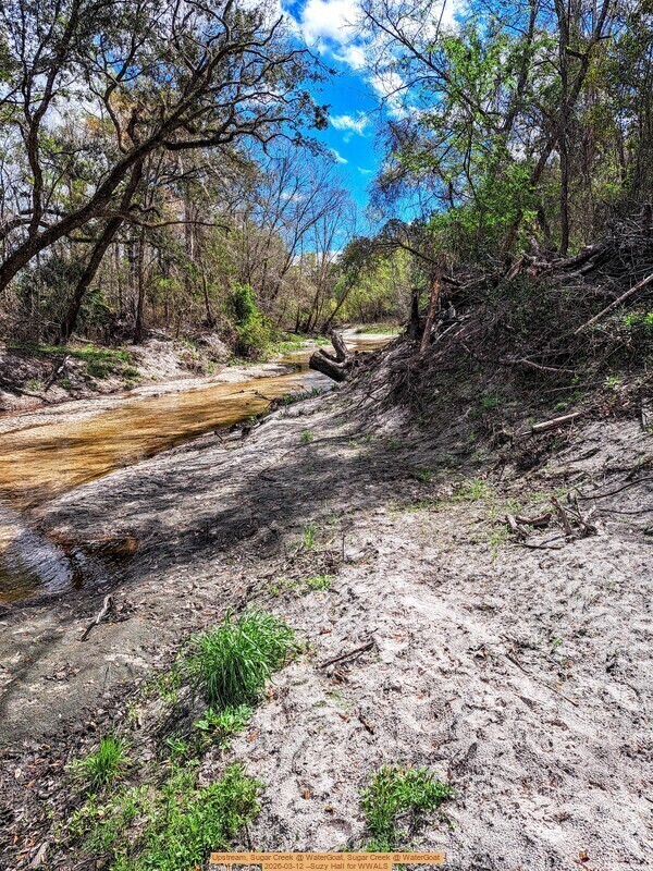 Upstream, Sugar Creek @ WaterGoat, Sugar Creek @ WaterGoat 2026-03-12 --Suzy Hall for WWALS
