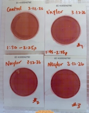 [Plates, Naylor Park Beach 2026-03-12 --Kim Tanner for WWALS]