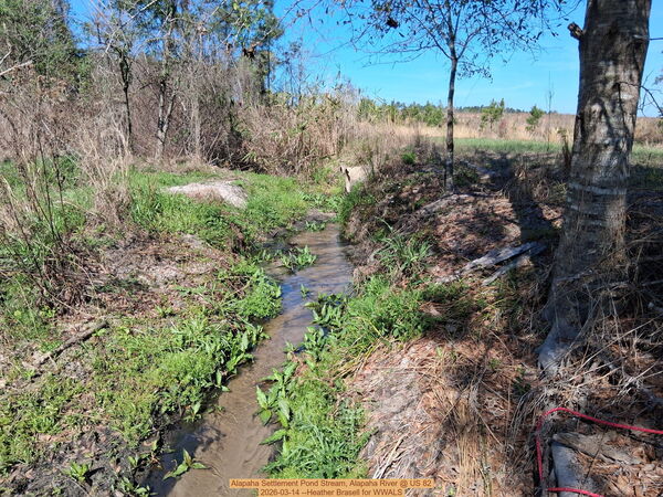[Alapaha Settlement Pond Stream, Alapaha River @ US 82 2026-03-14 --Heather Brasell for WWALS]