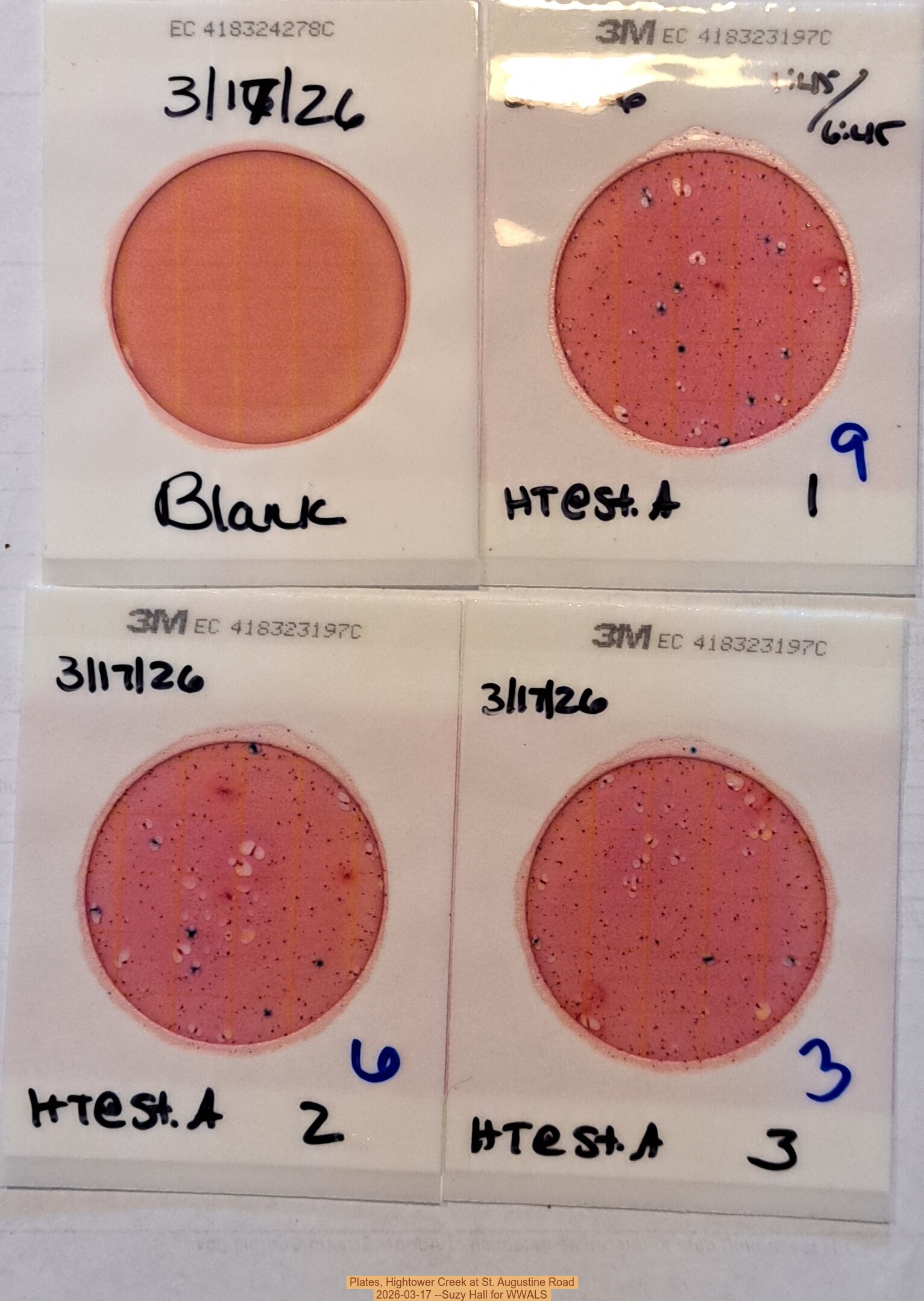 Plates, Hightower Creek at St. Augustine Road 2026-03-17 --Suzy Hall for WWALS