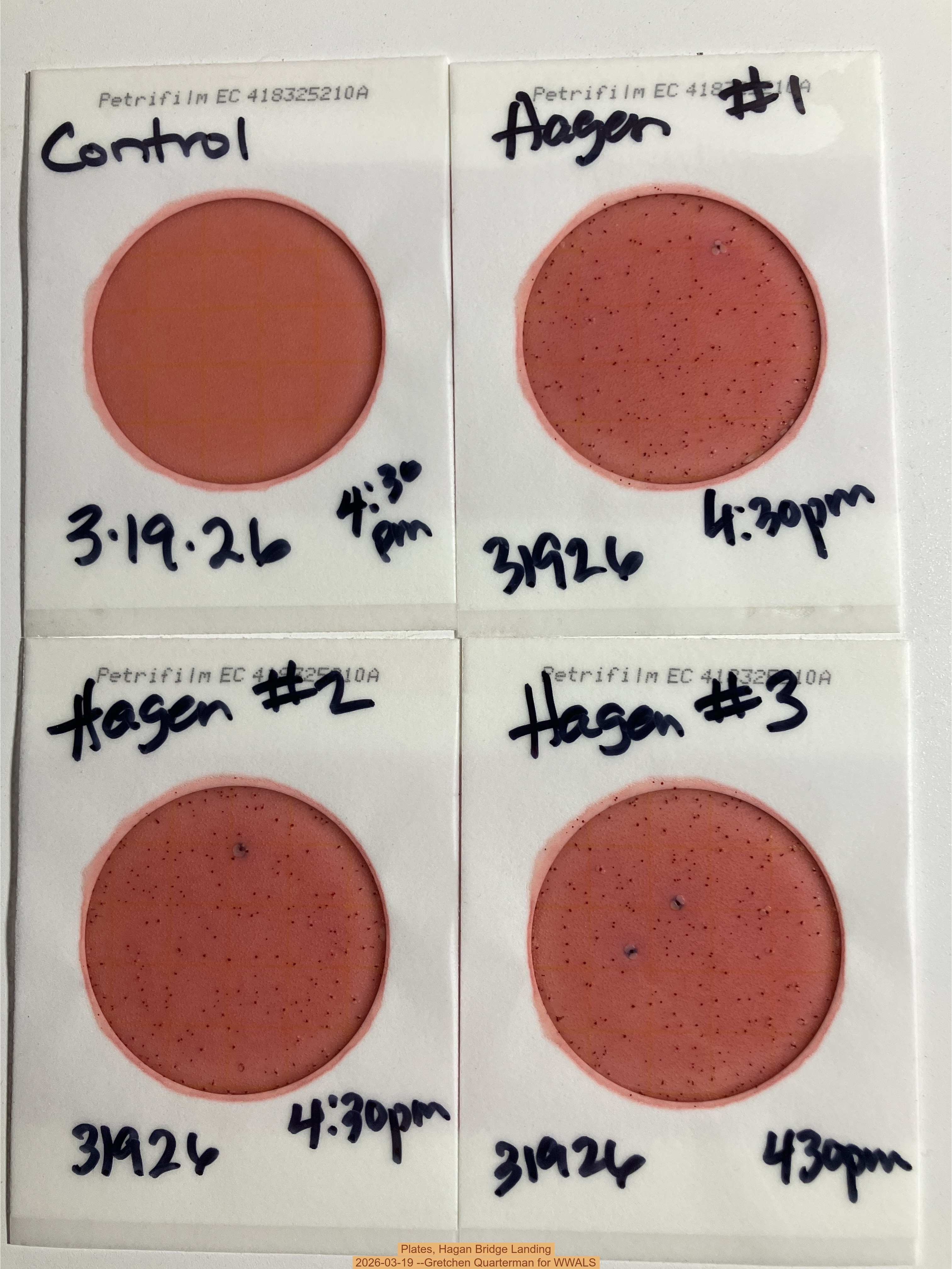 Plates, Hagan Bridge Landing 2026-03-19 --Gretchen Quarterman for WWALS