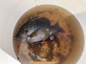 [Fish, Hagan Bridge Landing, Withlacoochee River @ GA 122 2026-03-19 --Gretchen Quarterman for WWALS]