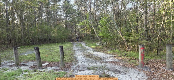 Something in the woods, 2026:03:21 09:03:53, 30.8513877, -83.3474541 --jsq for WWALS