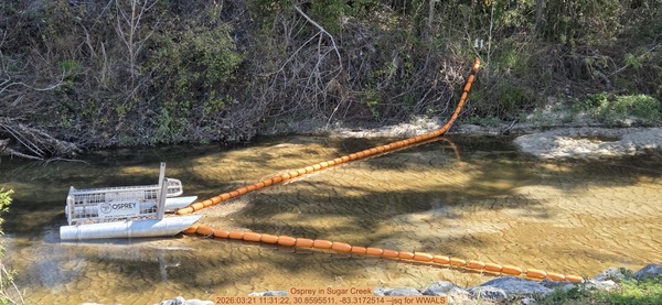 [Osprey in Sugar Creek, 2026:03:21 11:31:22, 30.8595511, -83.3172514 --jsq for WWALS]