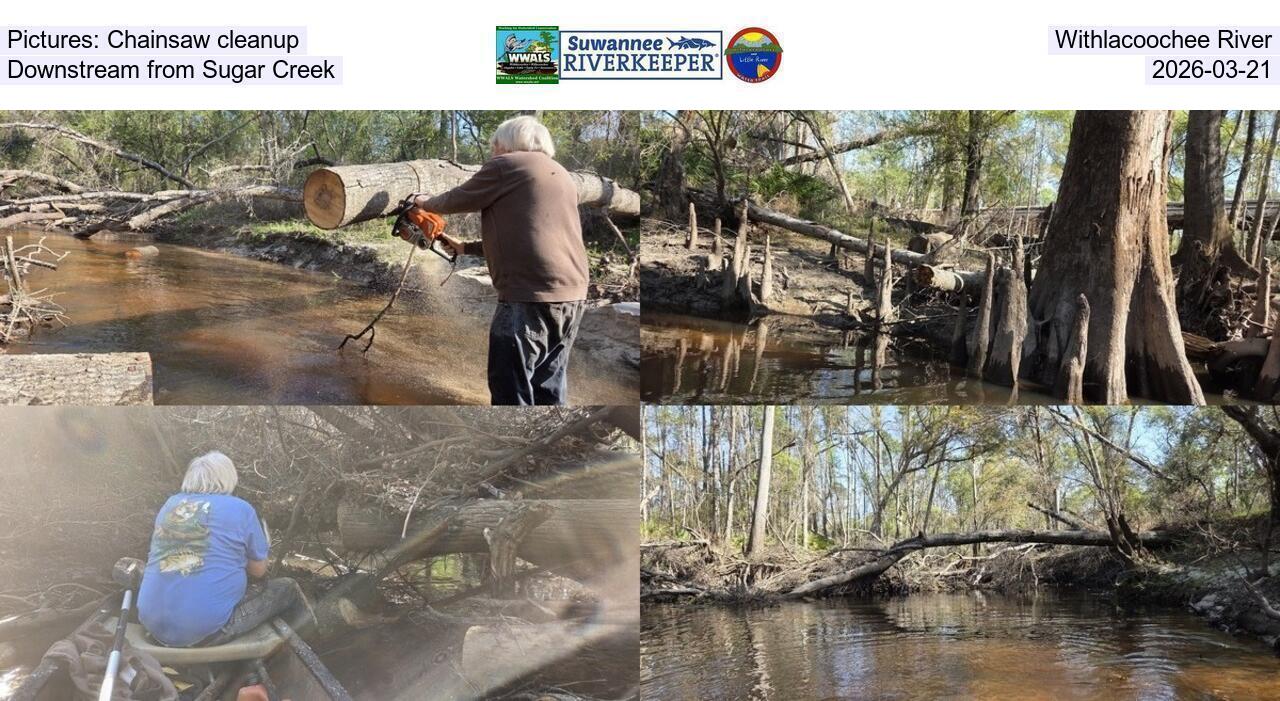 Pictures: Chainsaw cleanup, Withlacoochee River, Downstream from Sugar Creek, 2026-03-21