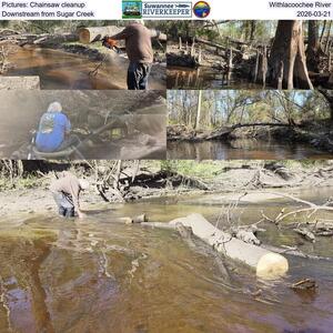 [Pictures: Chainsaw cleanup, Withlacoochee River, Downstream from Sugar Creek, 2026-03-21]