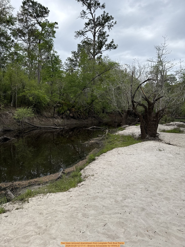 [Two trees removed downstream from Langdale Park Boat Ramp, 2026:03:29 12:17:11 --Brianna Schawalder for WWALS]