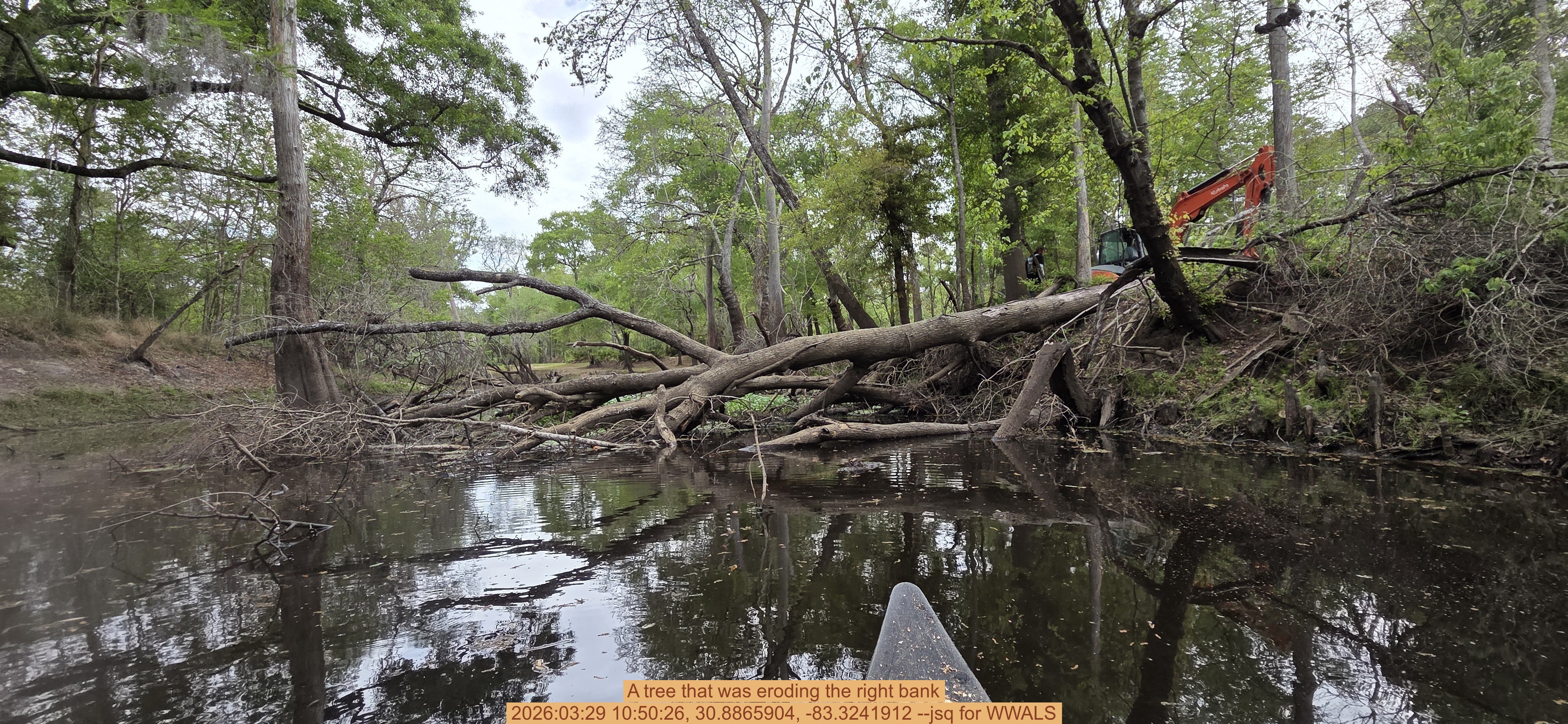 A tree that was eroding the right bank, 2026:03:29 10:50:26, 30.8865904, -83.3241912 --jsq for WWALS
