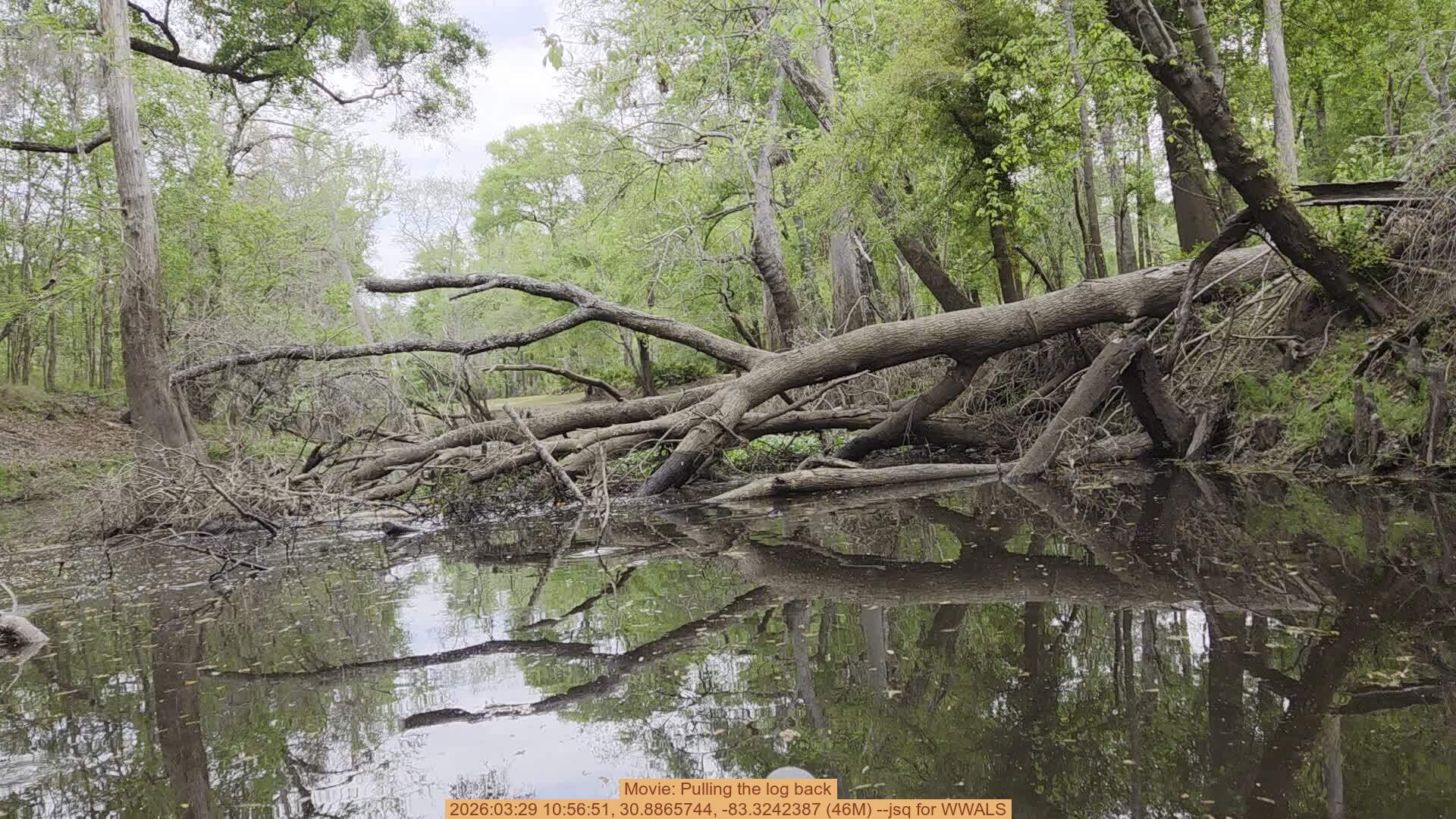 Movie: Pulling the log back, 2026:03:29 10:56:51, 30.8865744, -83.3242387 (46M) --jsq for WWALS