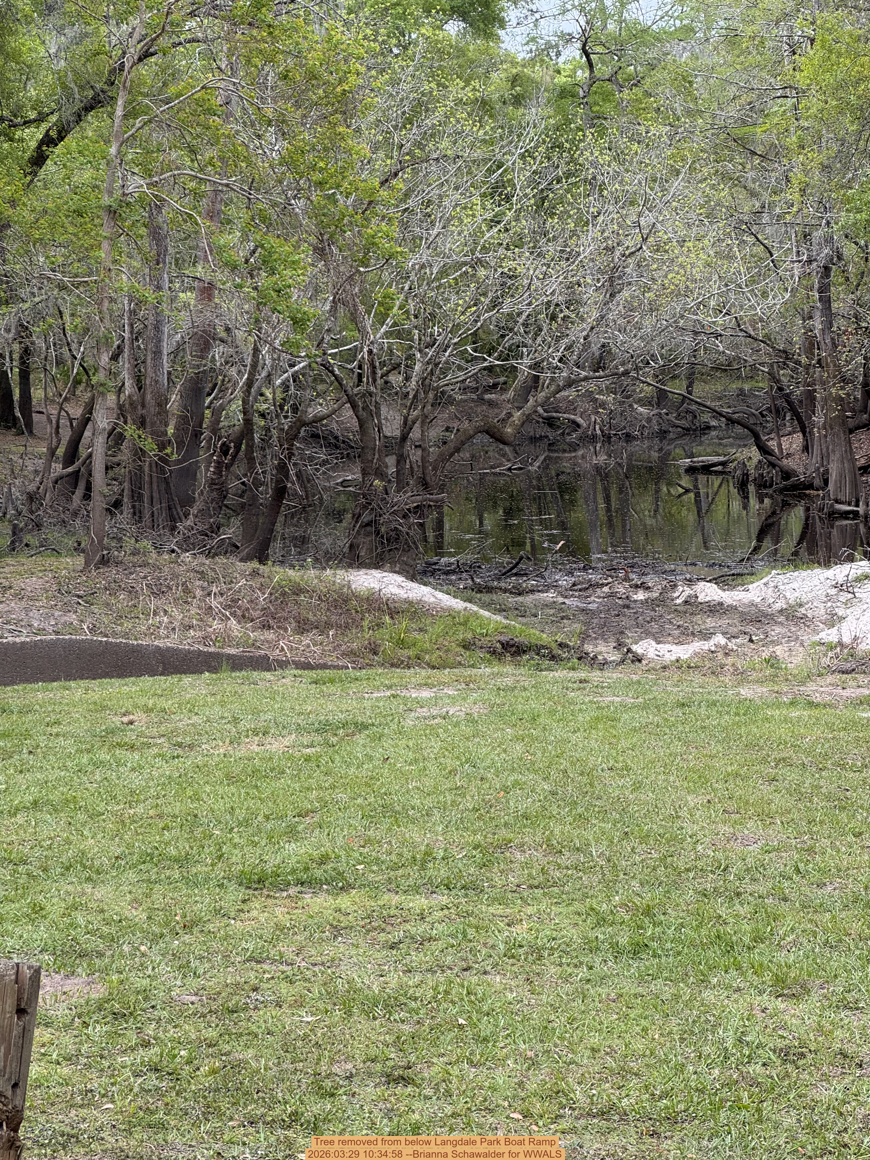 Tree removed from below Langdale Park Boat Ramp, 2026:03:29 10:34:58 --Brianna Schawalder for WWALS