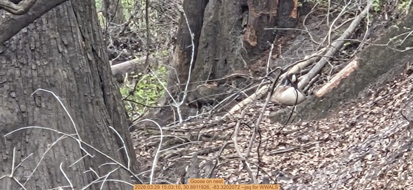 [Goose on nest, 2026:03:29 15:03:10, 30.8911926, -83.3202072 --jsq for WWALS]