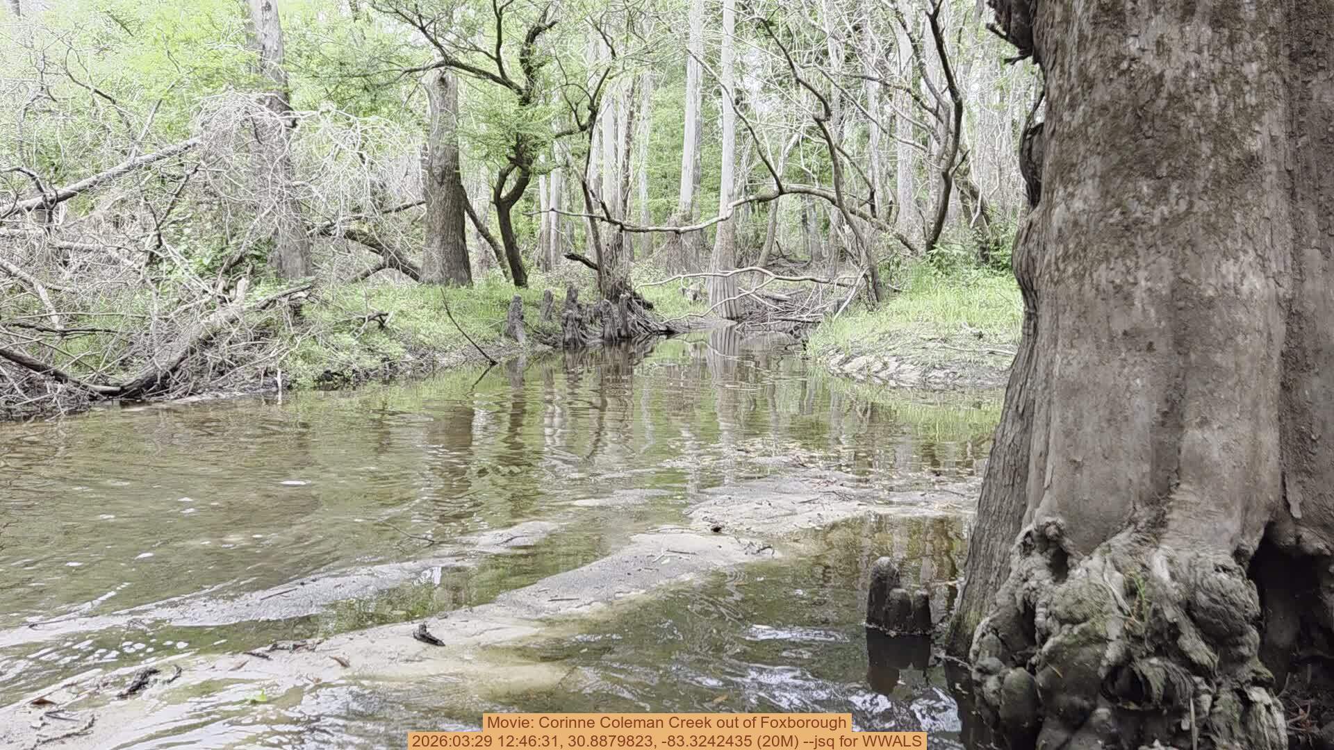 Movie: Corinne Coleman Creek out of Foxborough, 2026:03:29 12:46:31, 30.8879823, -83.3242435 (20M) --jsq for WWALS