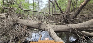 [Told you there were bigger fish, 2026:03:29 13:44:29, 30.8949764, -83.3239920 --jsq for WWALS]