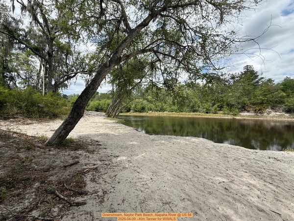 Downstream, Naylor Park Beach, Alapaha River @ US 84 2026-04-09 --Kim Tanner for WWALS