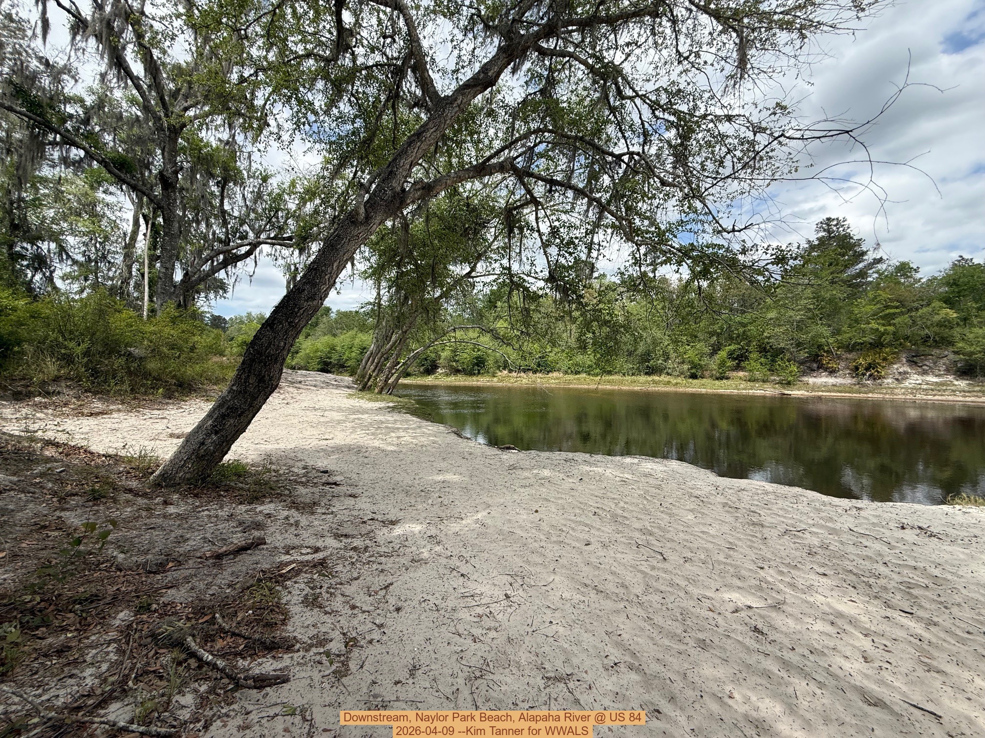 Downstream, Naylor Park Beach, Alapaha River @ US 84 2026-04-09 --Kim Tanner for WWALS