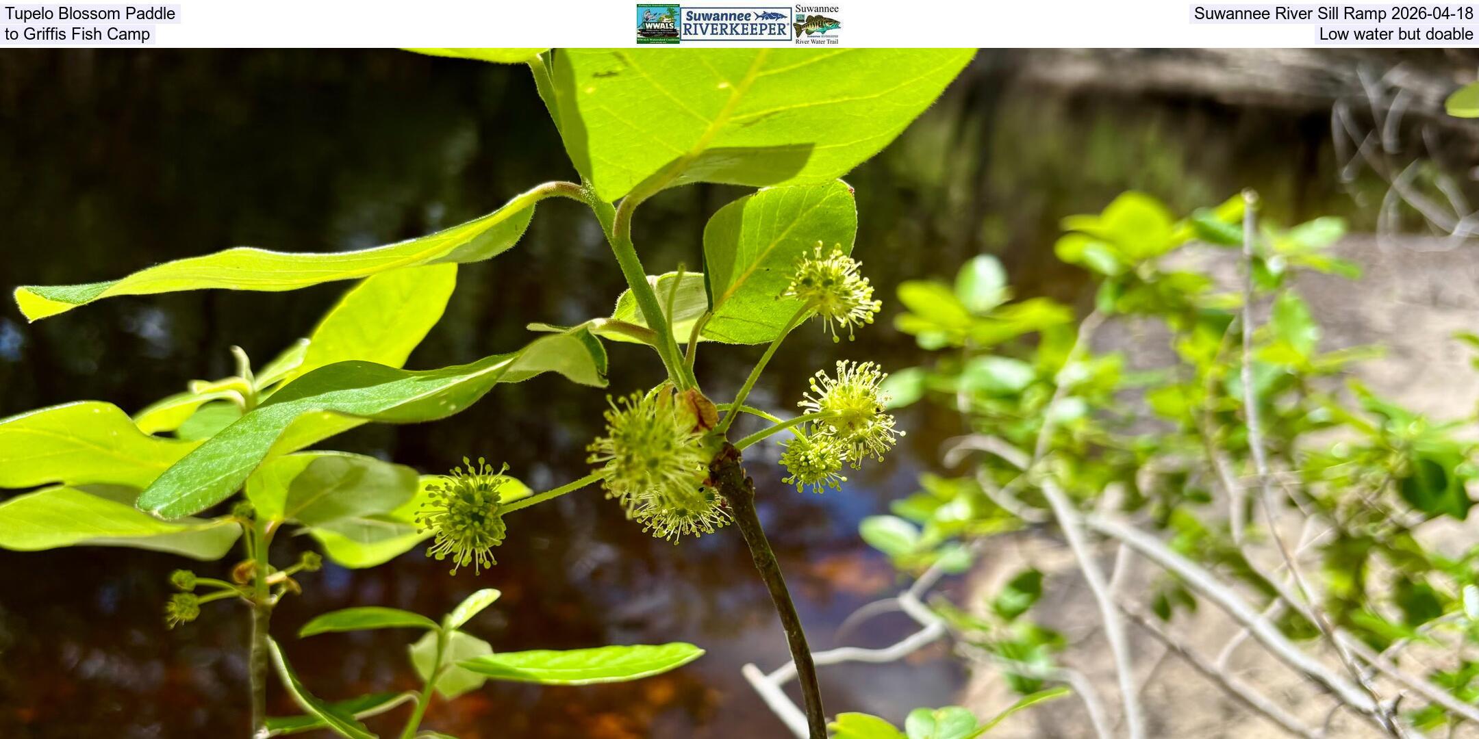 Tupelo Blossom Paddle, Suwannee River Sill Ramp 2026-04-18, to Griffis Fish Camp, Low water but doable